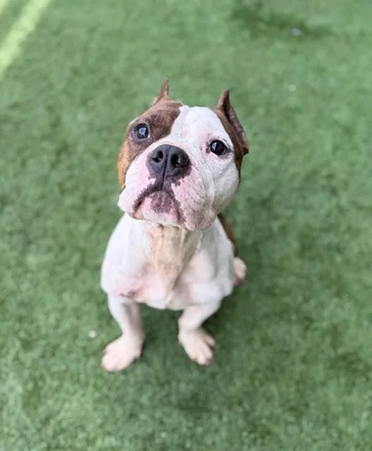 An adult medium-sized male Mixed Breed dog named Jeff for adoption in Dallas, TX
