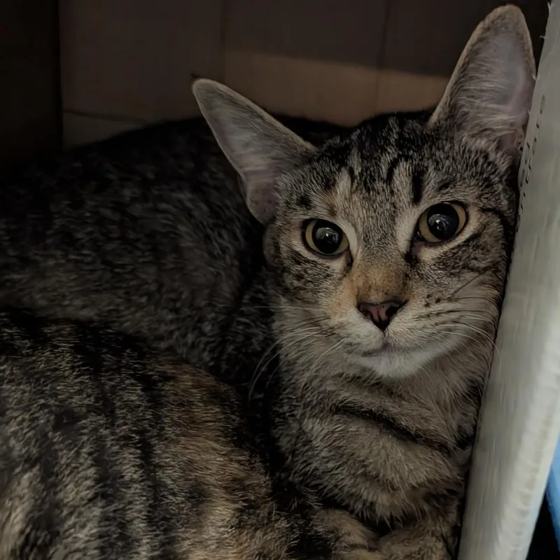 An adult medium-sized female Domestic Short Hair cat named Chestnut for adoption in Tacoma, WA