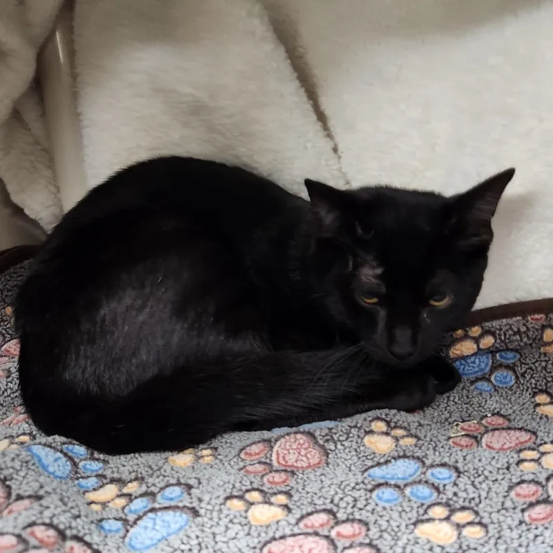 A baby medium-sized male Black Domestic Short Hair cat named Marvin for adoption in Grand Rapids, MI