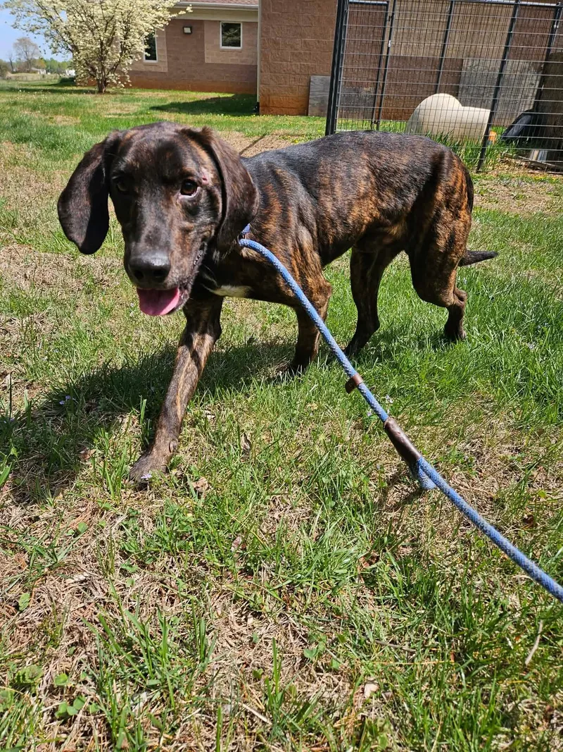 A young medium-sized male Brindle Plott Hound dog named Lil Spatula for adoption in Culpeper, VA