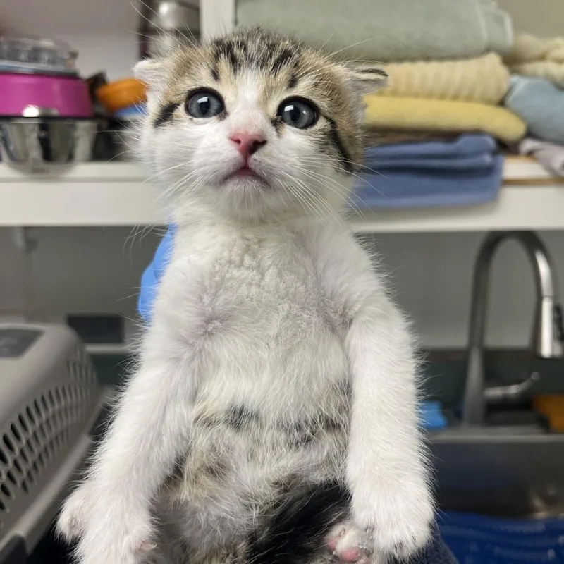 A baby small-sized male Brown / Chocolate Domestic Short Hair cat named 70992 for adoption in Harrisonburg, VA