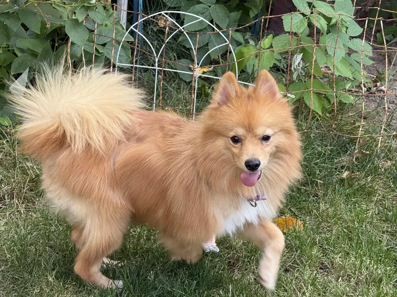 A young small-sized male Pomeranian dog named Scooter for adoption in Eagle, ID