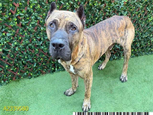 An adult extra large-sized male Mixed Breed dog named Willard for adoption in West Palm Beach, FL