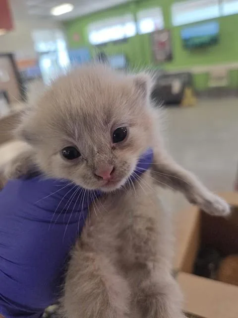 A baby small-sized male Domestic Short Hair cat named Cream Soda for adoption in Louisville, KY