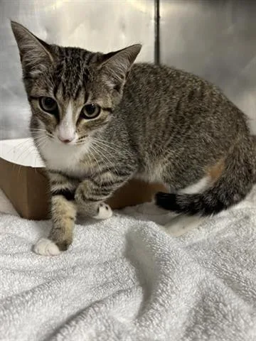 A baby small-sized female Domestic Short Hair cat named Catniss for adoption in Panama City, FL