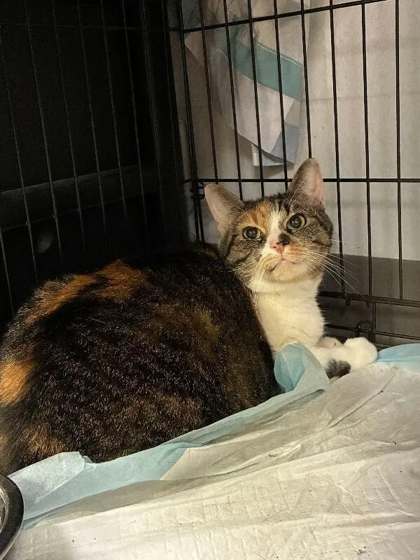 An adult medium-sized female Tabby (Brown / Chocolate) Domestic Short Hair cat named Goldie for adoption in Cincinnati, OH