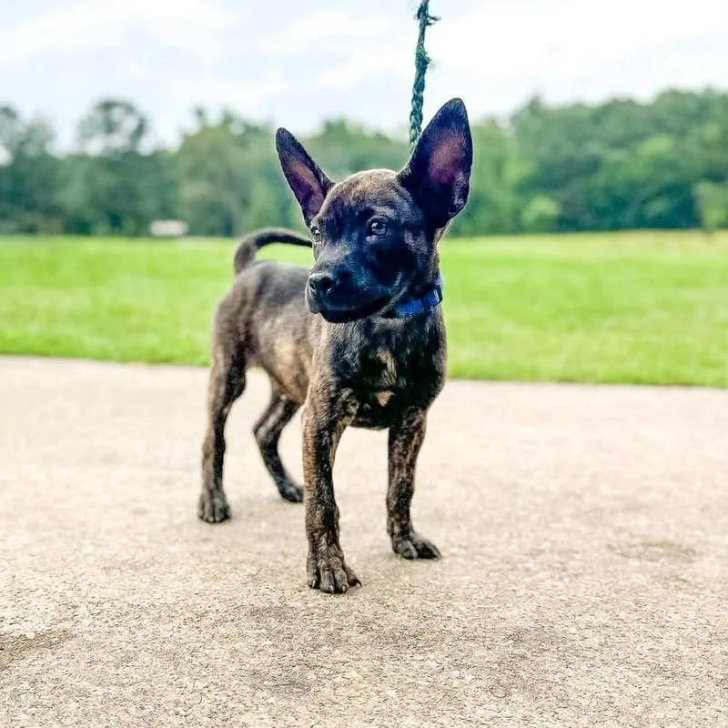 A baby large-sized male Brindle Mixed Breed dog named Chicken Leg for adoption in Groveland, MA