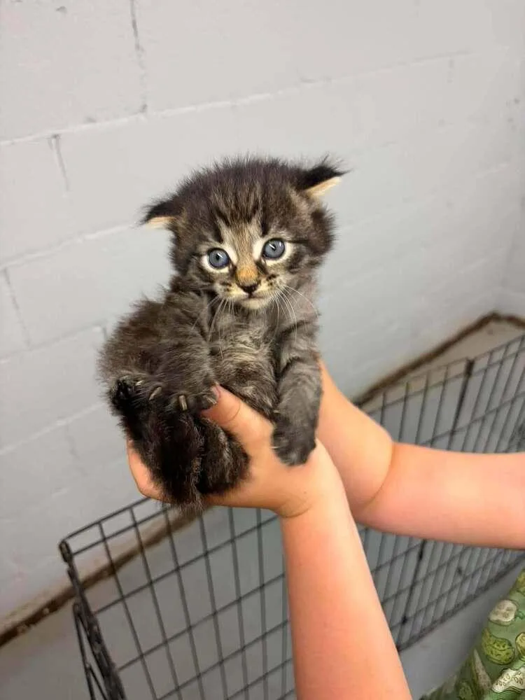 A baby medium-sized male Tabby (Brown / Chocolate) Domestic Short Hair cat named Conor for adoption in Dorr, MI