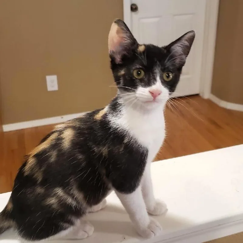 A baby small-sized female Black Domestic Short Hair cat named Undie for adoption in Bulverde, TX