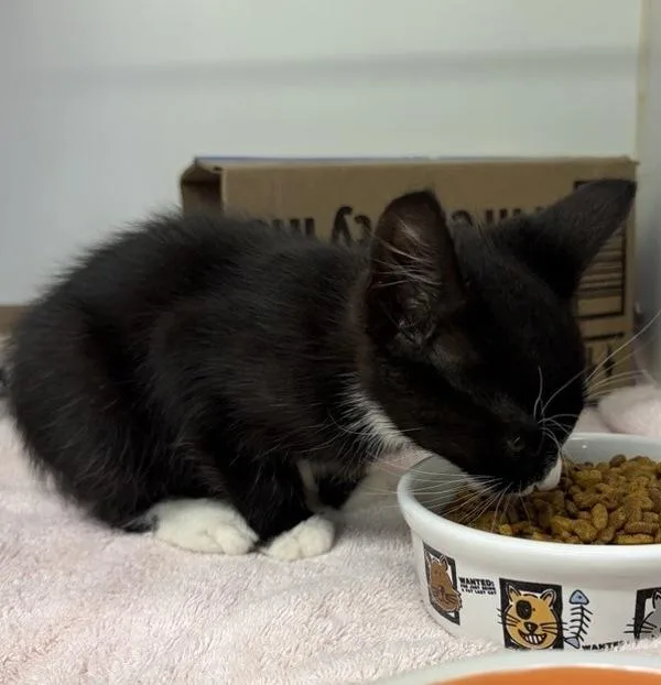 A baby small-sized male Domestic Short Hair cat named Lenny for adoption in Escondido, CA