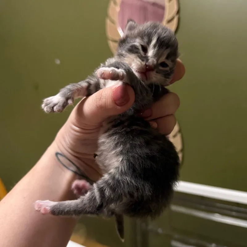 A baby small-sized male Gray / Blue / Silver Domestic Long Hair cat named Sycamore for adoption in Kansas City, MO