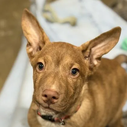 A baby large-sized male Pit Bull Terrier dog named Johnny Cash for adoption in Sacramento, CA