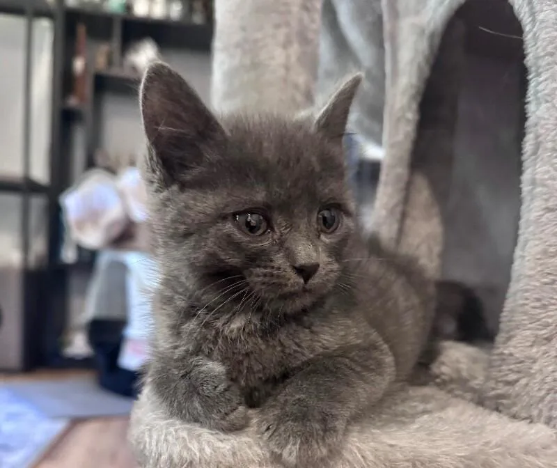 A young medium-sized female Gray / Blue / Silver Domestic Short Hair cat named Jessie for adoption in North Babylon, NY
