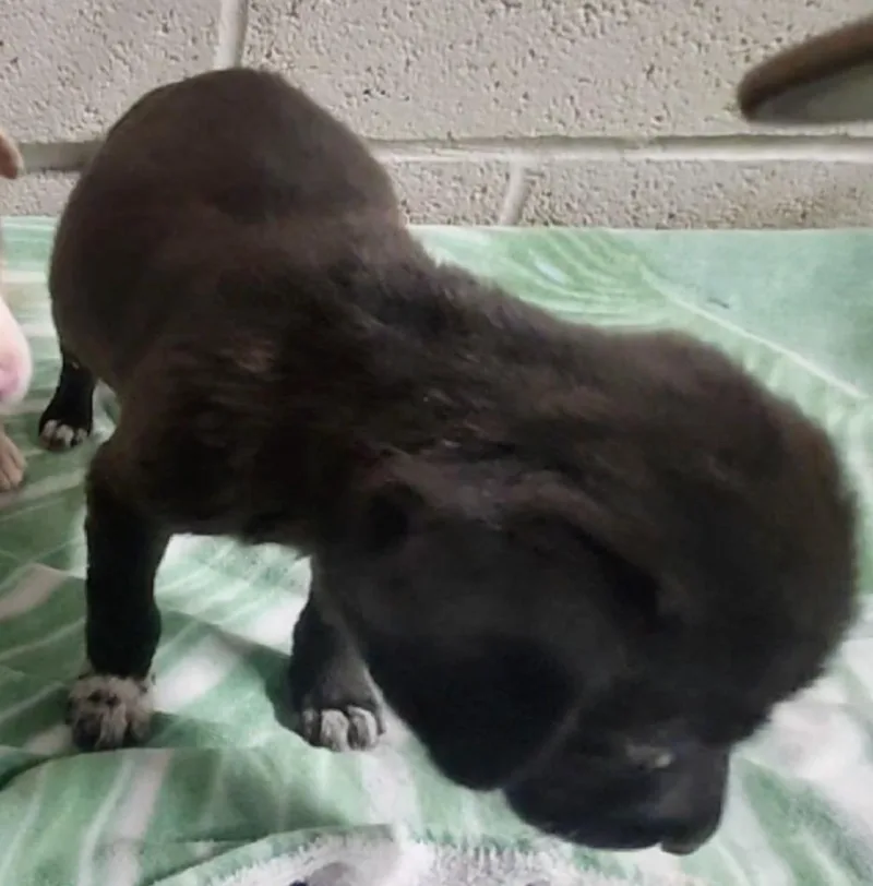 A baby medium-sized male Shepherd dog named Dusk for adoption in Athens, AL