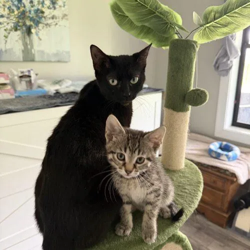 A young small-sized female Black Domestic Short Hair cat named Astrid for adoption in Kenosha, WI