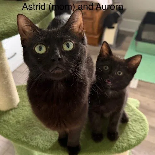 Astrid thumbnail 4