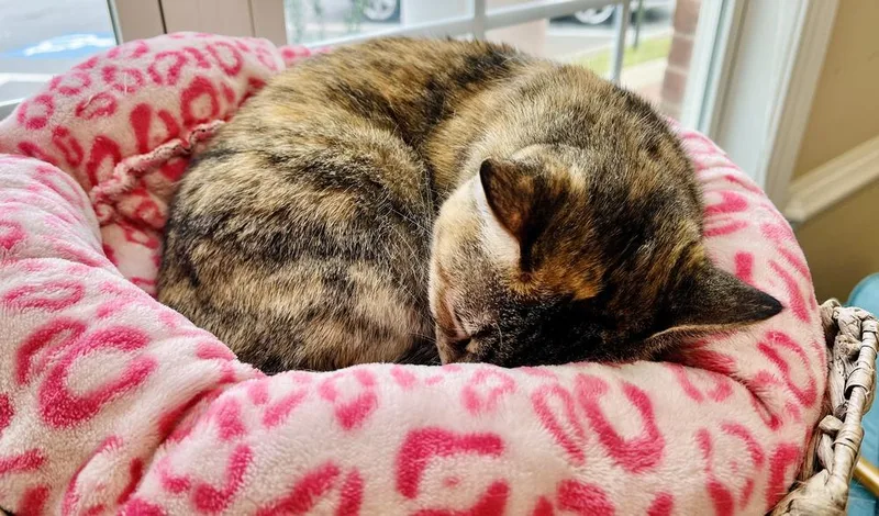 Isabelle thumbnail 2