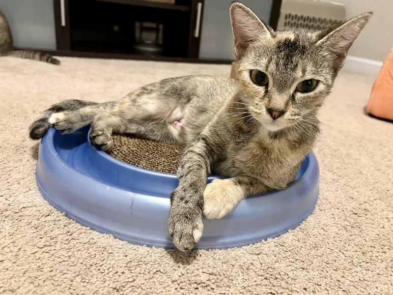 Isabelle thumbnail 3