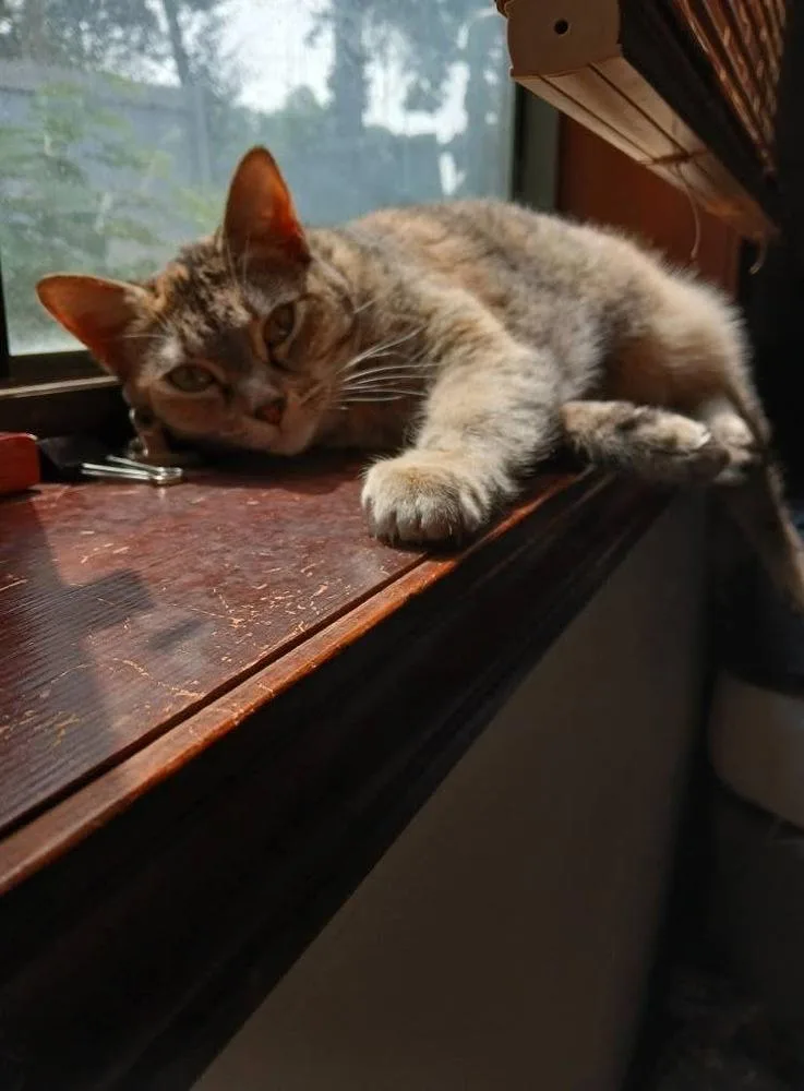 Isabelle thumbnail 5