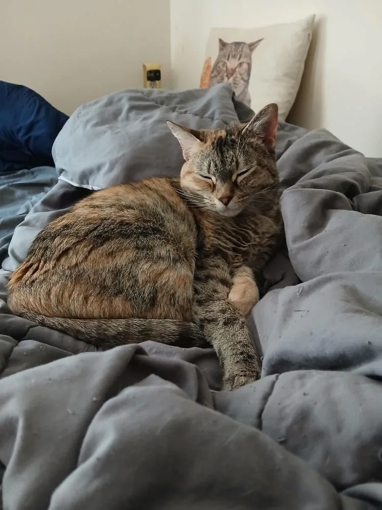 Isabelle thumbnail 6