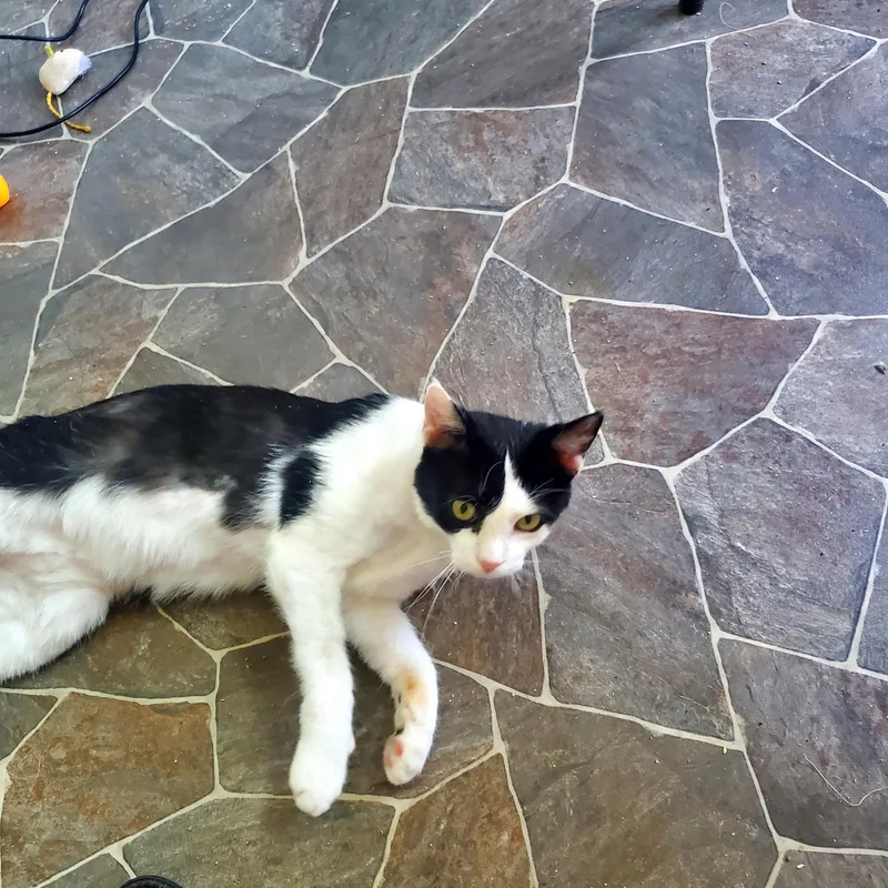 A baby medium-sized male White Domestic Medium Hair cat named Tony for adoption in Gladwin, MI