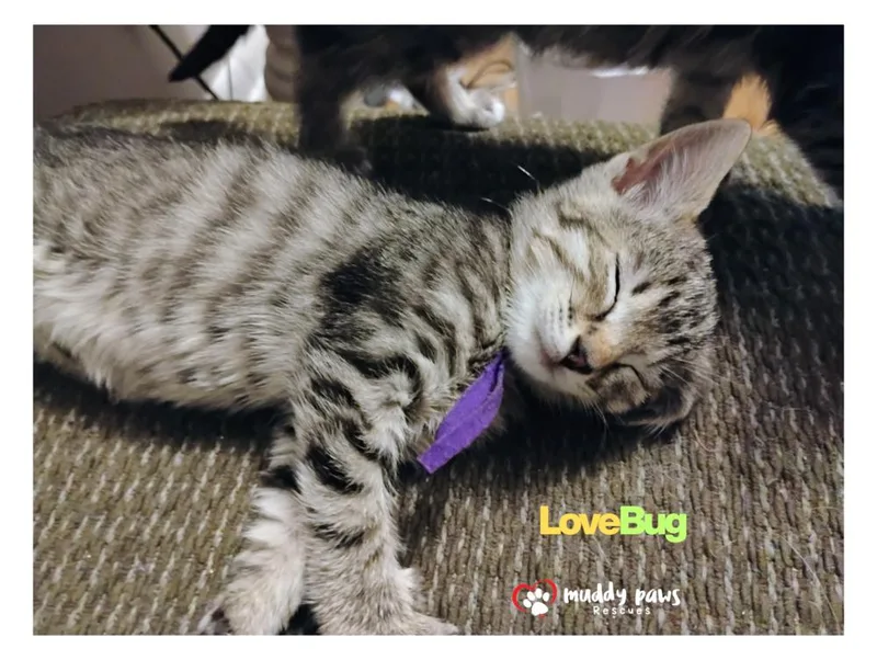 Buggies Litter:  Lovebug thumbnail 2