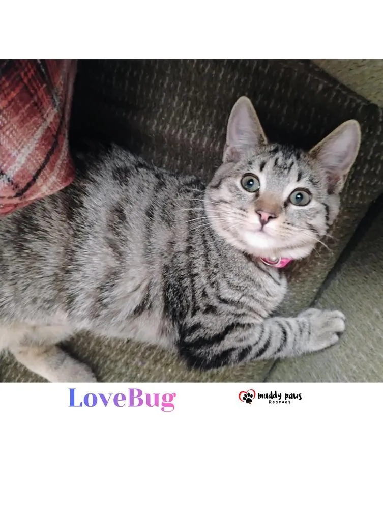 Buggies Litter:  Lovebug thumbnail 3