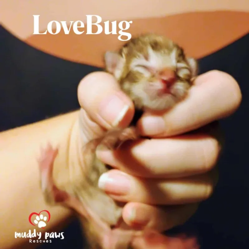Buggies Litter:  Lovebug thumbnail 4