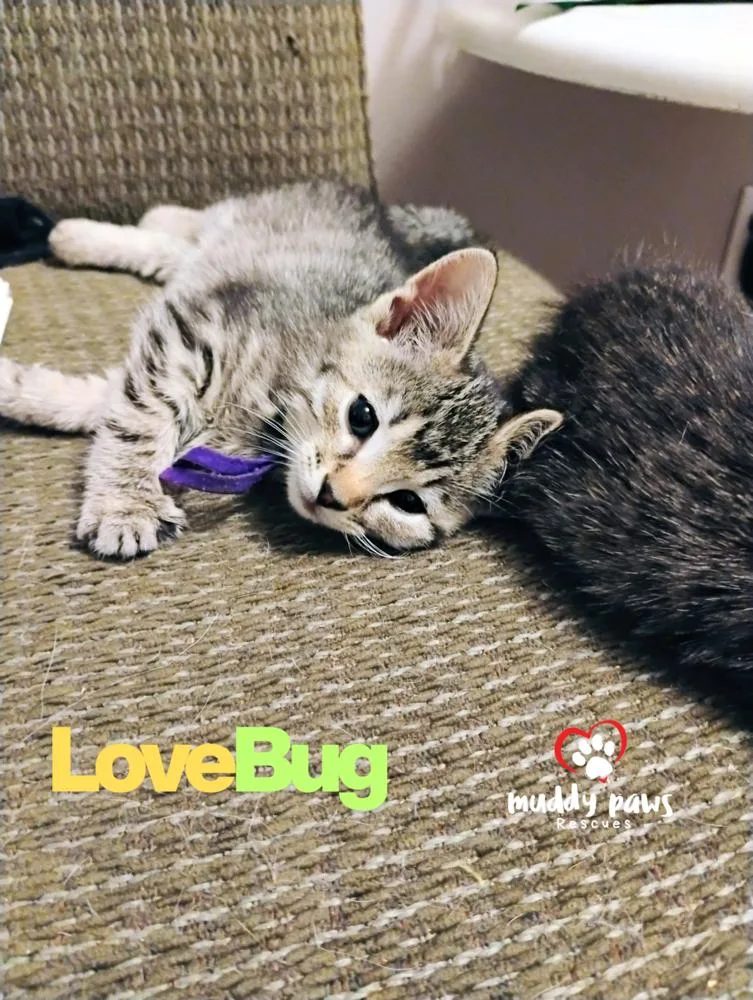 Buggies Litter:  Lovebug thumbnail 5