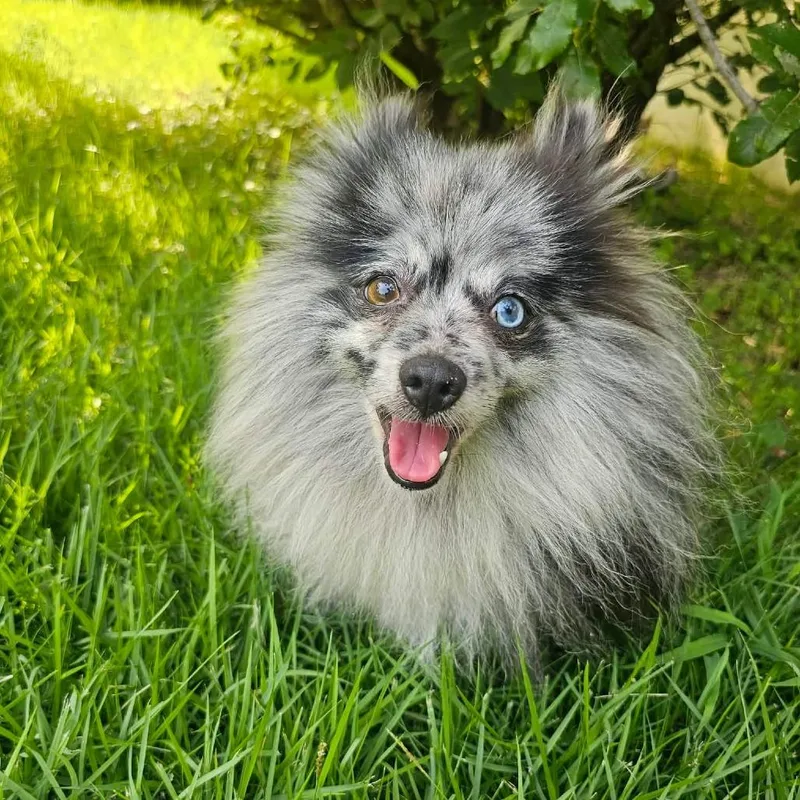 An adult small-sized male Black Pomeranian dog named Spritz for adoption in Jackson, MO
