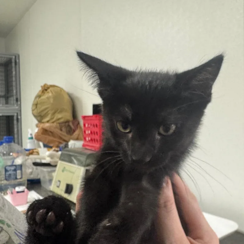 A baby small-sized female Black Domestic Short Hair cat named Ebony for adoption in Shelbyville, IL