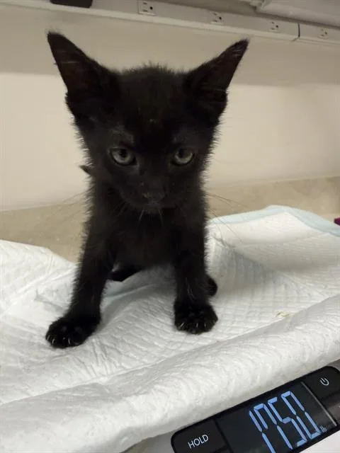 A baby small-sized male Domestic Short Hair cat named Macbeth for adoption in Baytown, TX