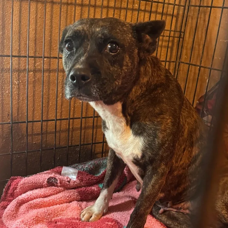 An adult medium-sized female Brindle Pit Bull Terrier dog named Cookie for adoption in Anahuac, TX