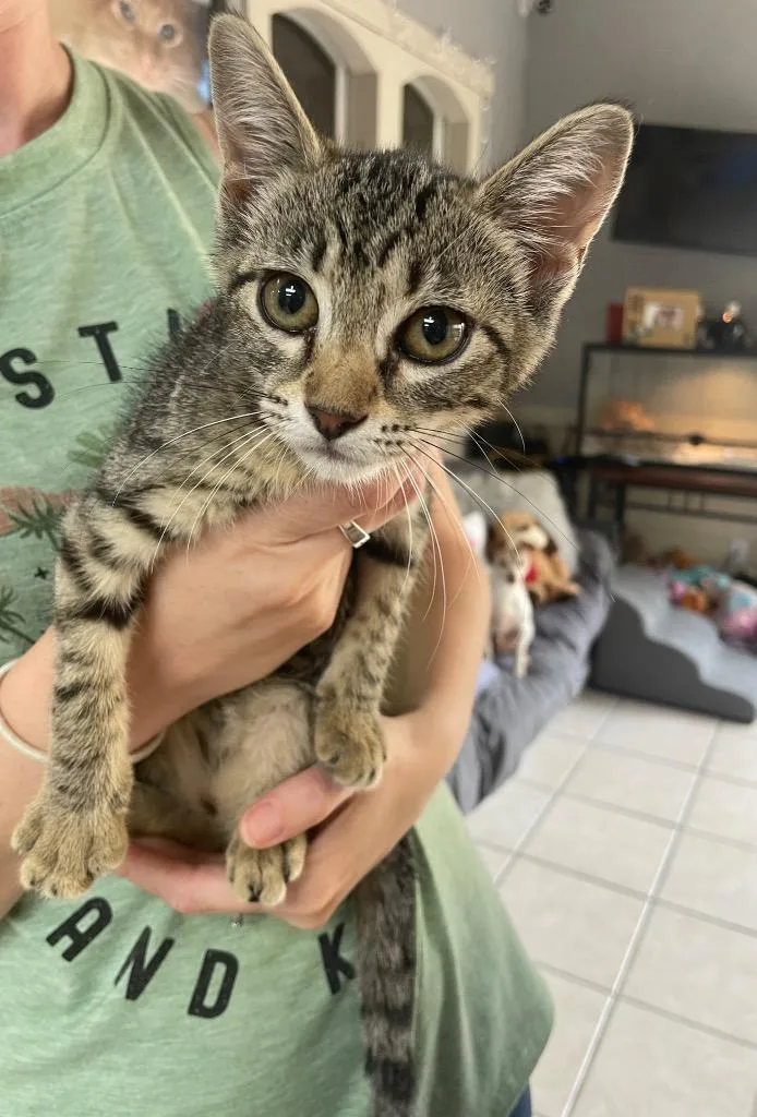 A baby small-sized female Domestic Short Hair cat named Volga for adoption in Fort Worth, TX