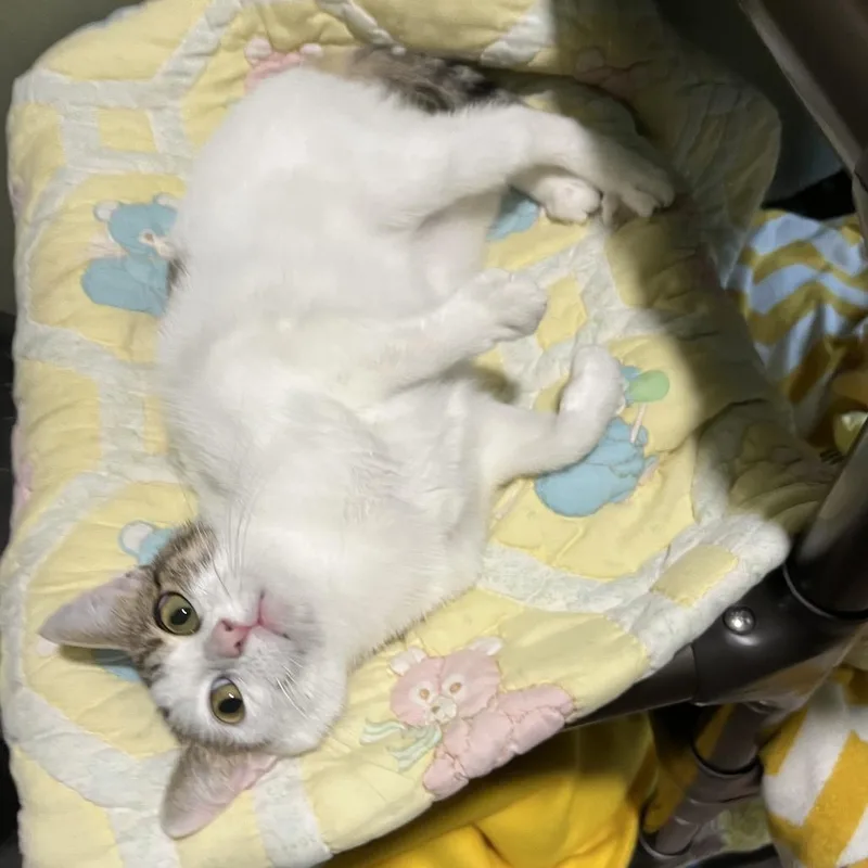 A young medium-sized female White Domestic Short Hair cat named Keagan for adoption in Kyle, TX