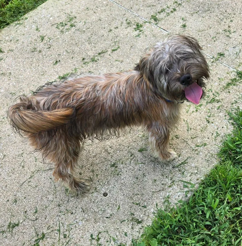 Buddy Red Collar