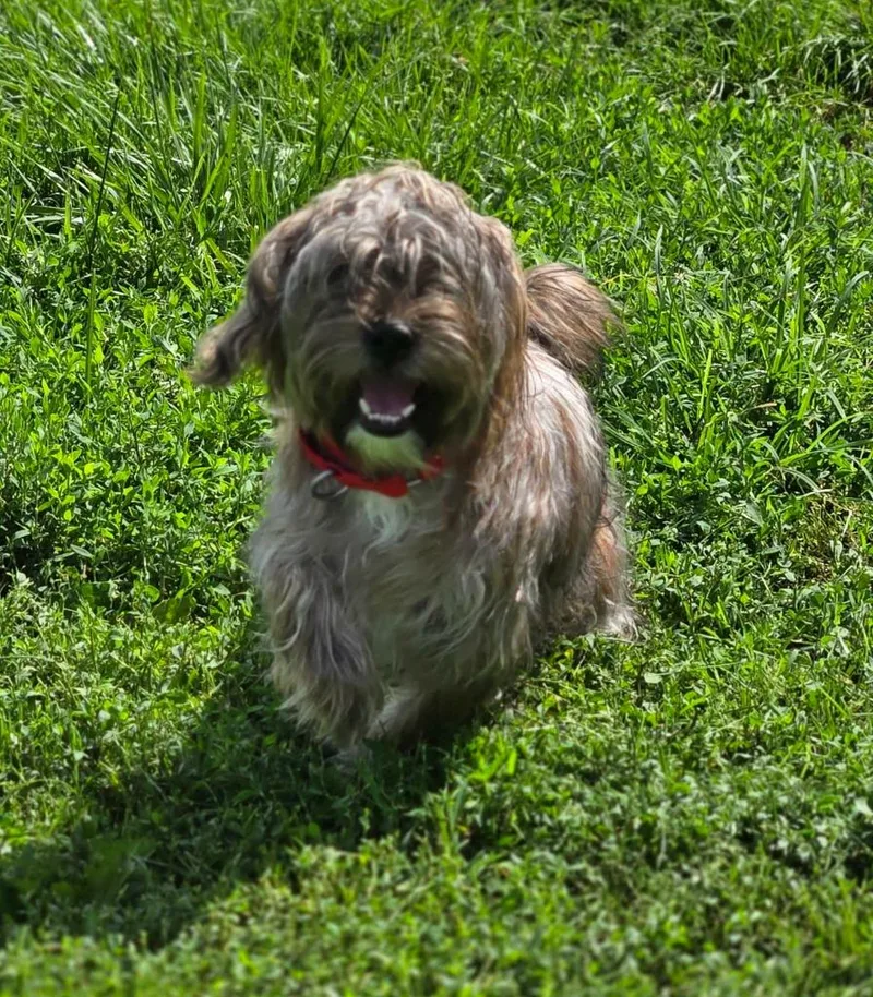 Buddy  Red Collar thumbnail 2