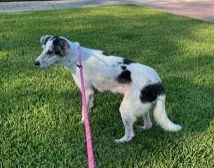 A senior medium-sized female White / Cream Labrador Retriever dog named Nadia for adoption in Longwood, FL