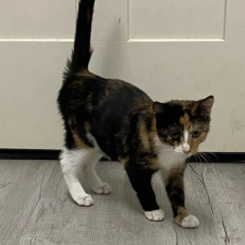 A baby small-sized female Domestic Medium Hair cat named Jolene for adoption in Franklin, NC