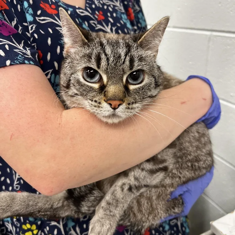 An adult medium-sized female Gray / Blue / Silver Domestic Short Hair cat named Sugar for adoption in Chattanooga, TN