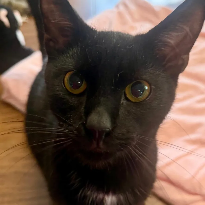 A young small-sized male Black Domestic Short Hair cat named Yuji for adoption in Pittsburgh, PA