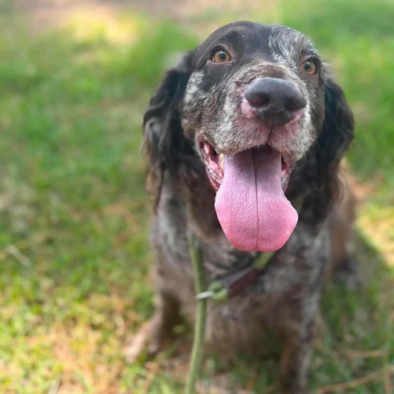 An adult small-sized male Mixed Breed dog named Truffles for adoption in East Hanover, NJ