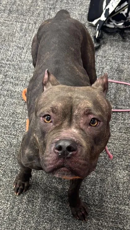 An adult medium-sized female Mixed Breed dog named Flo for adoption in West Chester, PA