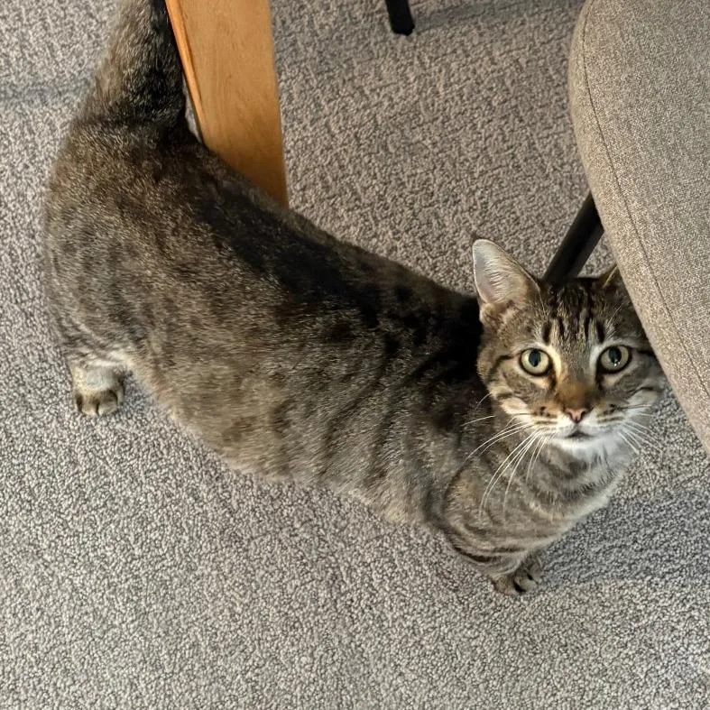 An adult medium-sized female Brown / Chocolate Domestic Short Hair cat named Stella for adoption in San Diego, CA