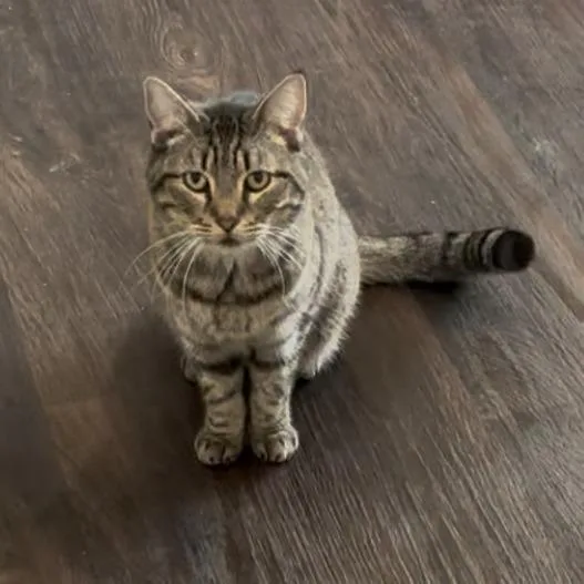 Stella thumbnail 5