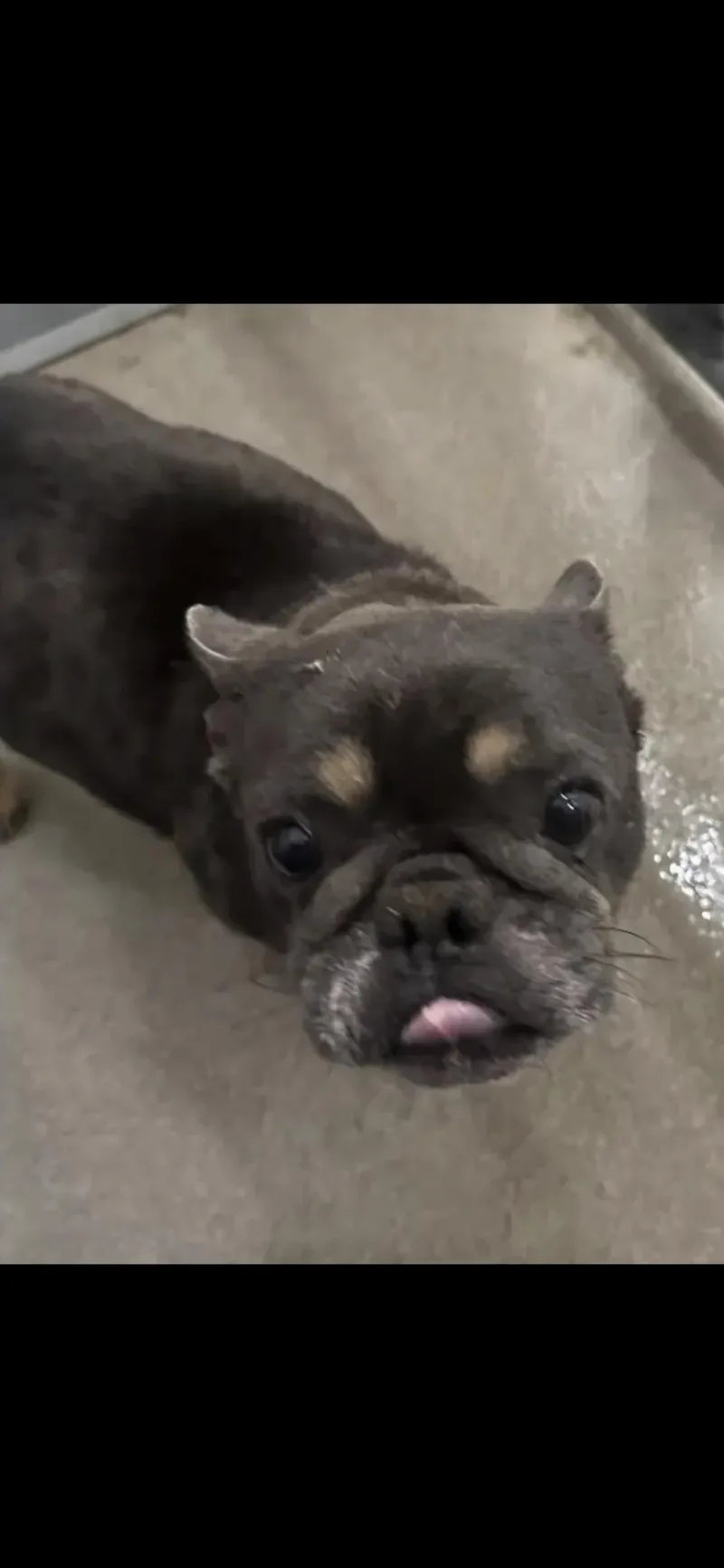 An adult small-sized male French Bulldog dog named Mason for adoption in Fiddletown, CA