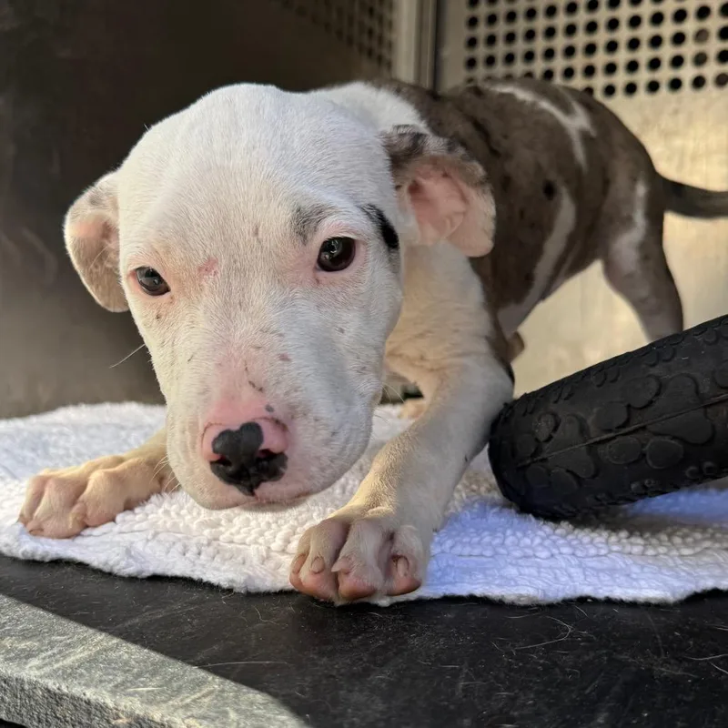 A baby small-sized female White / Cream Pit Bull Terrier dog named Pebbles for adoption in Birmingham, AL