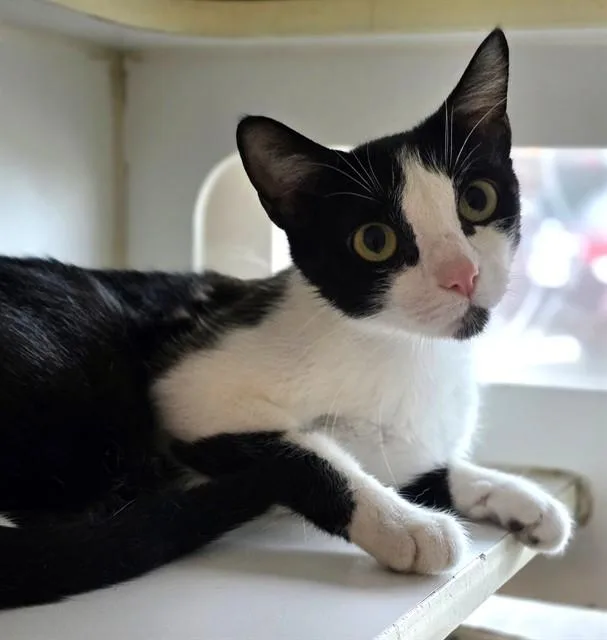 A young medium-sized female Domestic Short Hair cat named Maggie for adoption in Olivette, MO