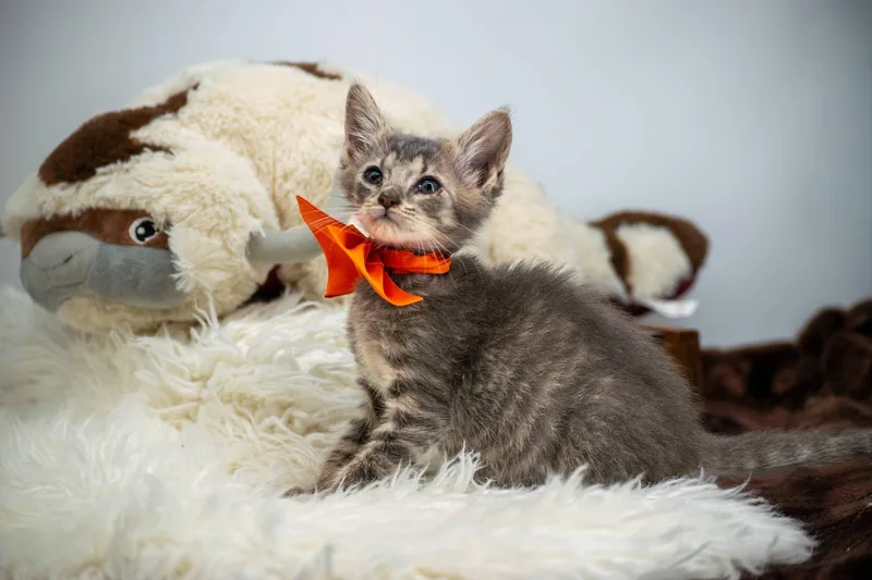 A baby small-sized male Tabby (Gray / Blue / Silver) Domestic Short Hair cat named Aang for adoption in Sevierville, TN