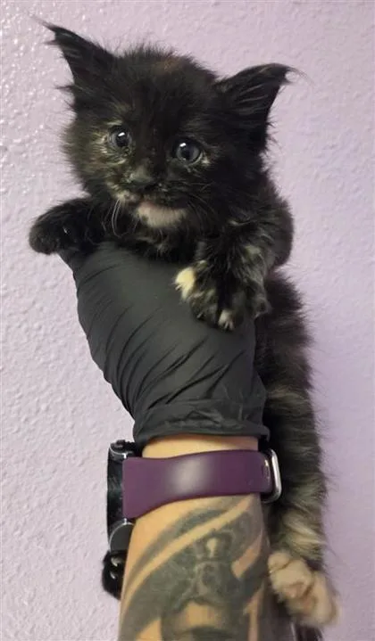 A baby small-sized female Black Domestic Long Hair cat named 61236905 for adoption in El Paso, TX